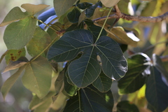 Sterculia foetida
