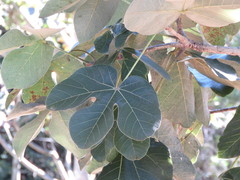Sterculia foetida
