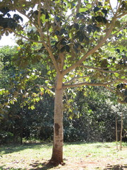 Sterculia foetida