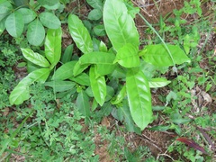 Kraussia floribunda