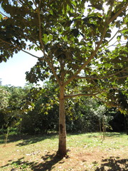 Sterculia foetida