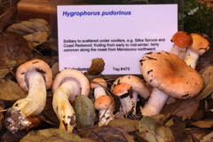 Hygrophorus fragrans image