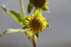 Smallanthus connatus