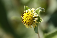 Smallanthus connatus