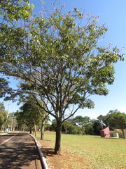 Handroanthus impetiginosus