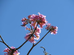 Handroanthus impetiginosus