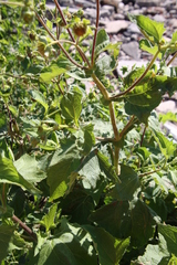 Smallanthus connatus