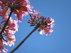 Handroanthus impetiginosus