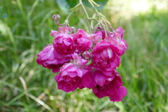 Rosa × borboniana