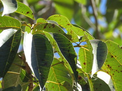 Handroanthus impetiginosus