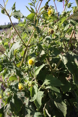 Smallanthus connatus