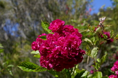 Rosa × borboniana