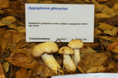 Hygrophorus fragrans image