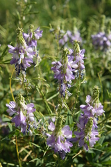 Galega