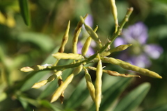 Galega