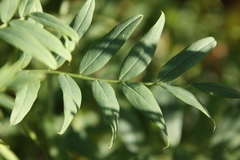 Galega