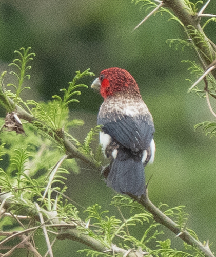iNaturalist image