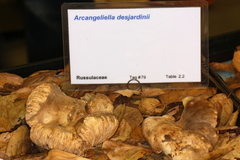 Lactarius desjardinii