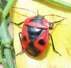 Dismegistus binotatus