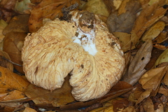 Lactarius desjardinii