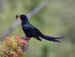 Phoeniculus purpureus angolensis