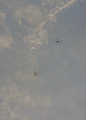 Trepobates subnitidus