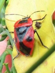 Dismegistus binotatus