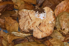 Lactarius desjardinii