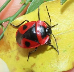 Dismegistus binotatus