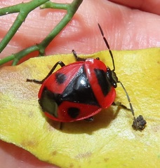 Dismegistus binotatus