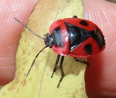 Dismegistus binotatus