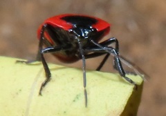 Dismegistus binotatus