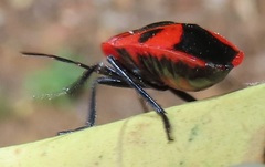 Dismegistus binotatus