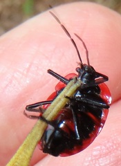 Dismegistus binotatus