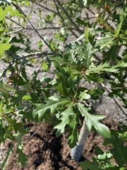 Quercus × comptoniae