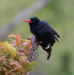 Phoeniculus purpureus angolensis