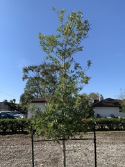 Quercus × comptoniae