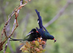 Phoeniculus purpureus angolensis