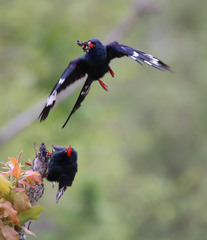 Phoeniculus purpureus angolensis