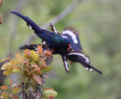 Phoeniculus purpureus angolensis