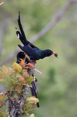 Phoeniculus purpureus angolensis
