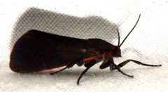 Virbia laeta