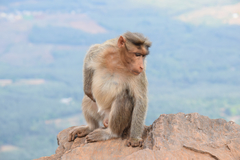 Bonnet Macaque photo 2