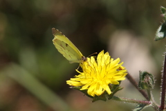 Abaeis deva deva