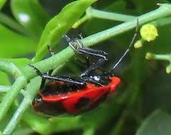 Dismegistus binotatus