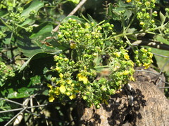 Callaeum psilophyllum