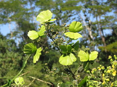 Callaeum psilophyllum