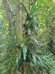 Billbergia pyramidalis