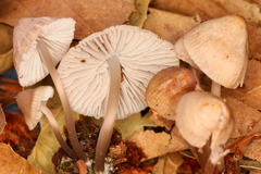 Mycena abramsii