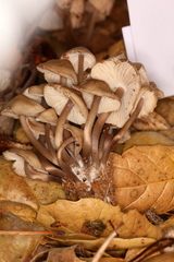 Mycena abramsii